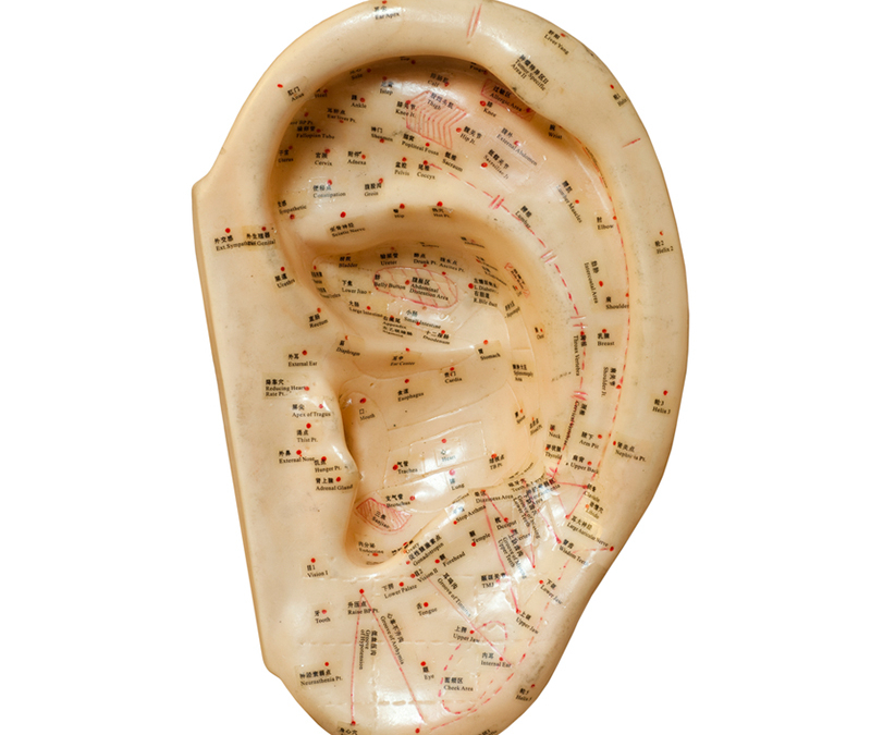 Acupuncture Ear Model on White